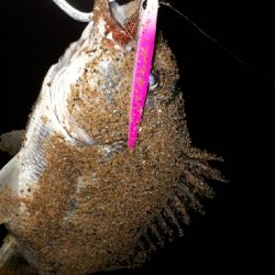 シーバスとキビレ