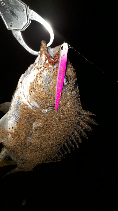 シーバスとキビレ