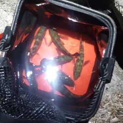 チビメバル無限湧き