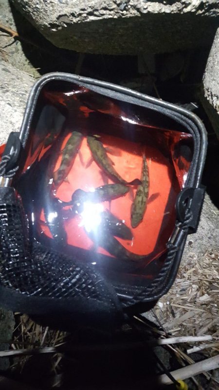 チビメバル無限湧き