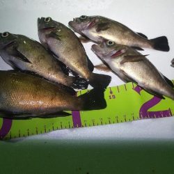 雨上がりベタ凪ぎ弱風