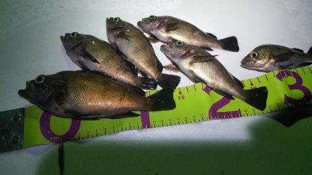 雨上がりベタ凪ぎ弱風