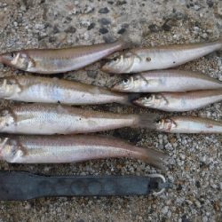 今が旬のキスゲーム