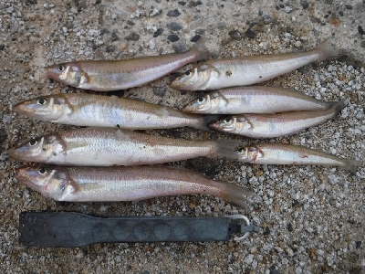 今が旬のキスゲーム