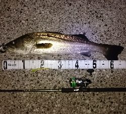 メバルシーバス&アオリ!!