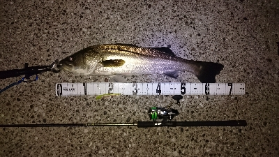 メバルシーバス&アオリ！！