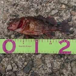 ガッシー祭り！！！