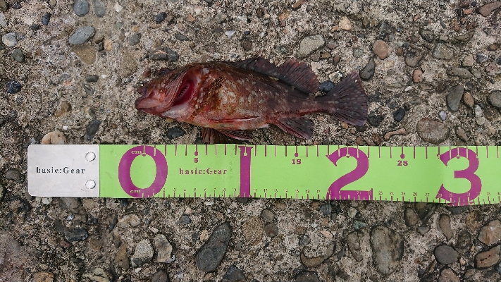 ガッシー祭り！！！