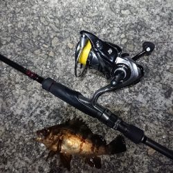 メバリング日和