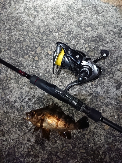 メバリング日和