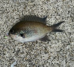 エサでアジ釣り