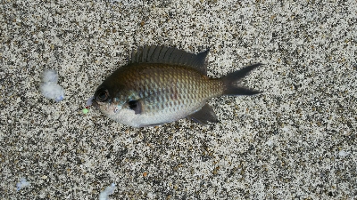 エサでアジ釣り