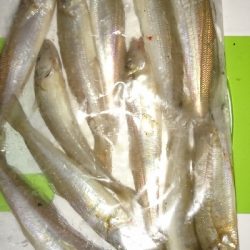 キス釣り釣行その2