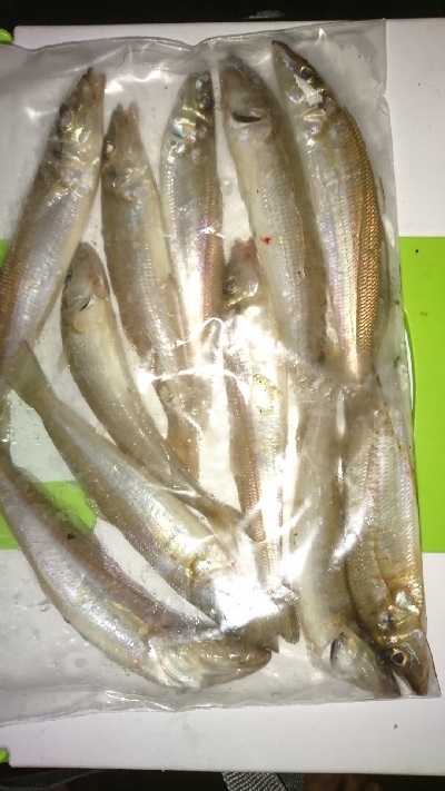 キス釣り釣行その2