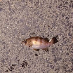 今宵もメバリング