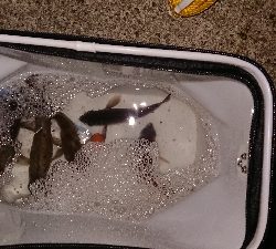 連日連夜の今宵もメバリング