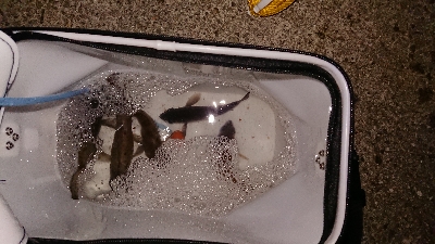 連日連夜の今宵もメバリング