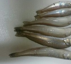 鰈なるチヌに鱚！