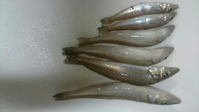 鰈なるチヌに鱚！