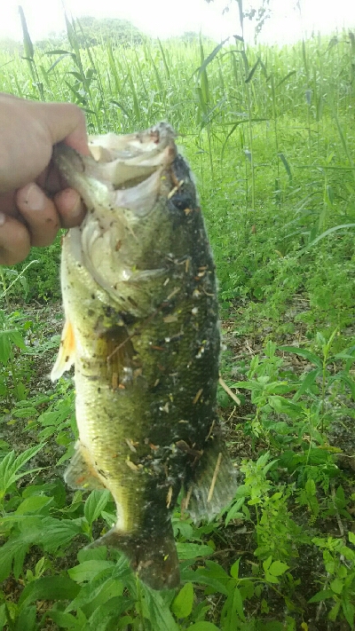 多々良沼オカッパリ釣行