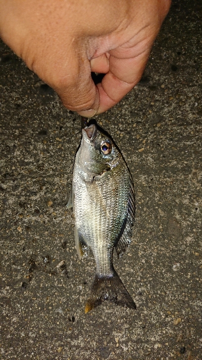 タケノコメバリング