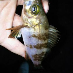 今日こそアジを！