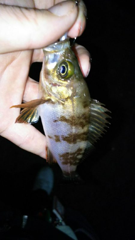 今日こそアジを！