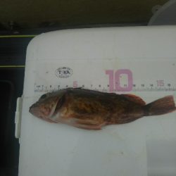 サビキ釣りにて珍客