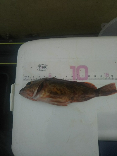 サビキ釣りにて珍客