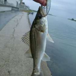 今朝の釣果