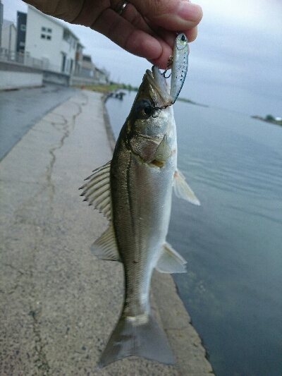 今朝の釣果