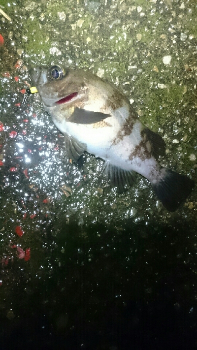 雨風に負けず！