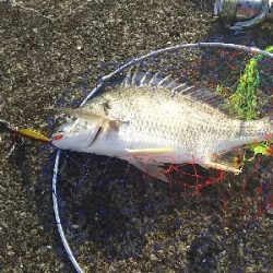 ジグでクロダイ