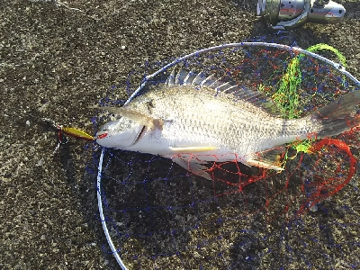 ジグでクロダイ