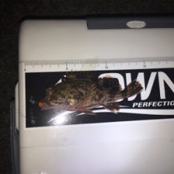 アジが釣りたくて