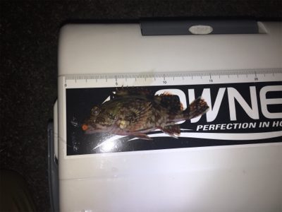 アジが釣りたくて