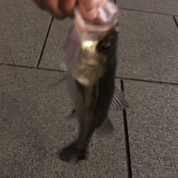 シーバスチャレンジ