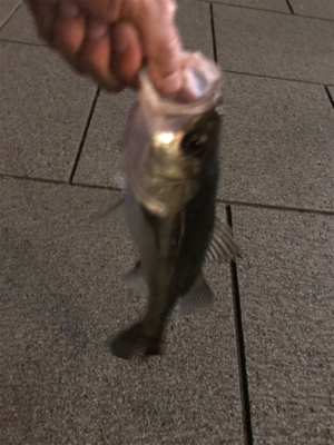 シーバスチャレンジ