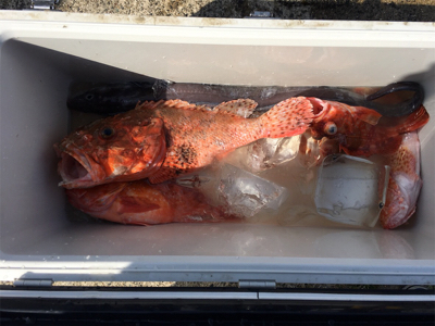 外道！！外道！！外道！！