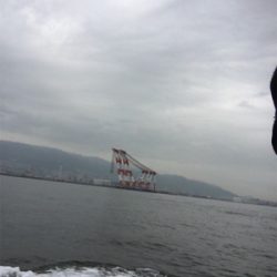 青物の気配は‥