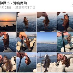 フカセでチヌ！