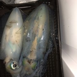 春イカティップラン