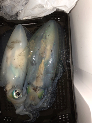 春イカティップラン