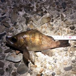 満潮からの下げ