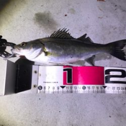 バチ抜けシーバス