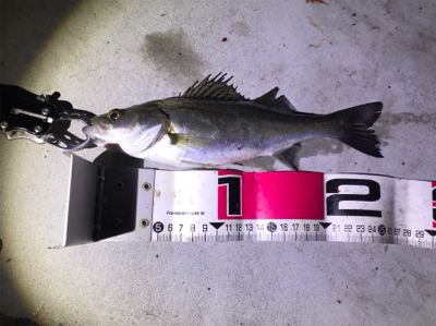 バチ抜けシーバス