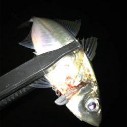 何故そこ!?(釣行 其の弐拾壱)