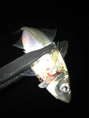 何故そこ!?(釣行 其の弐拾壱)