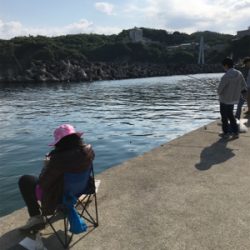 カタクチイワシ