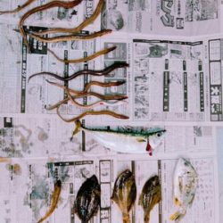 チョイ投げ五目